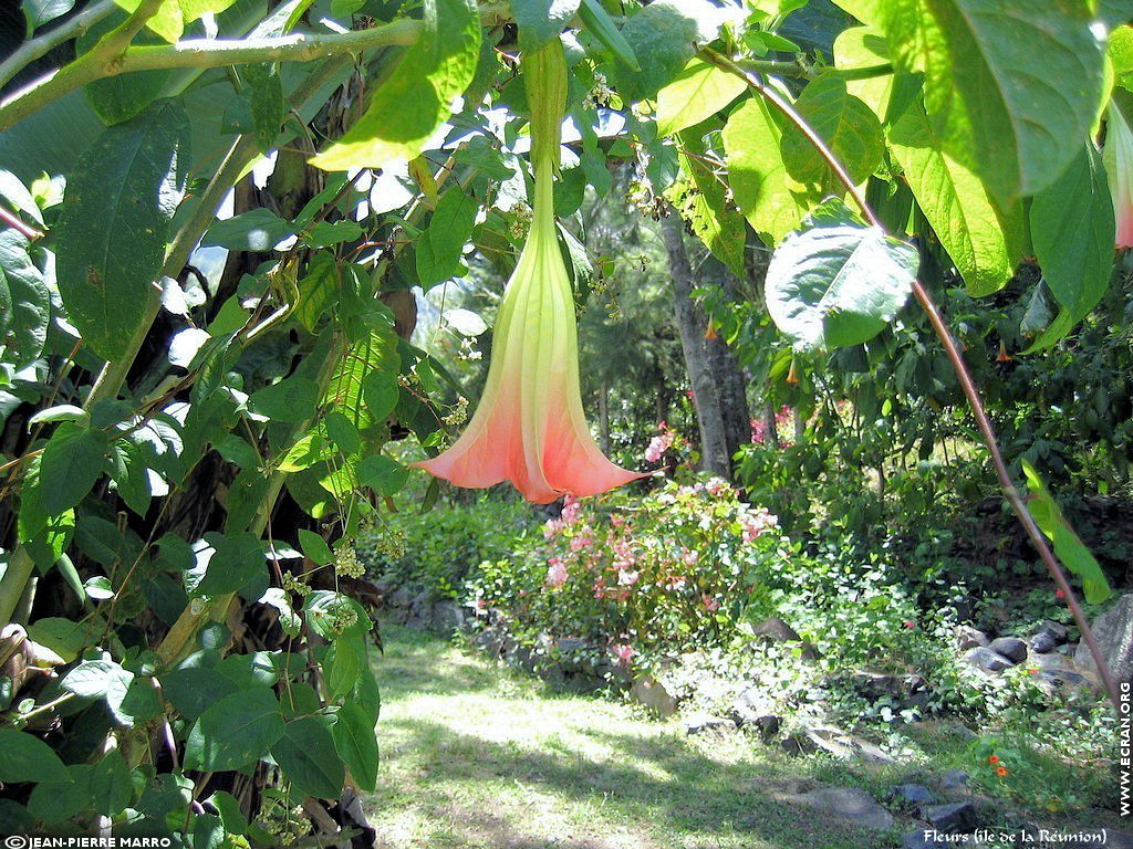 fonds d cran Afrique Ile de la runion Fleurs - de Jean-Pierre Marro