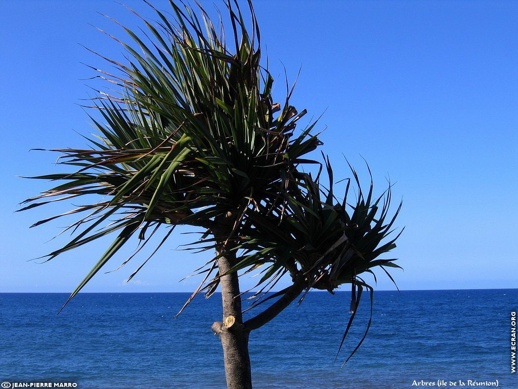 fonds d cran Afrique Ile de la runion Plages - de Jean-Pierre Marro