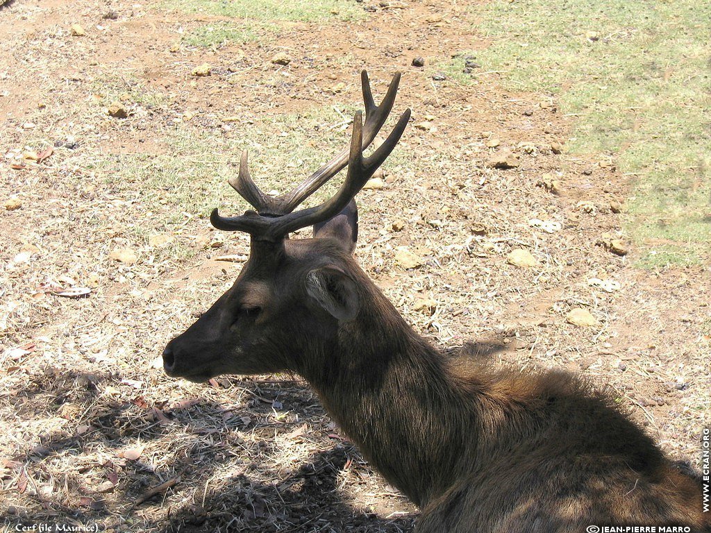 fonds d cran Afrique Ile Maurice Animaux - de Jean-Pierre Marro