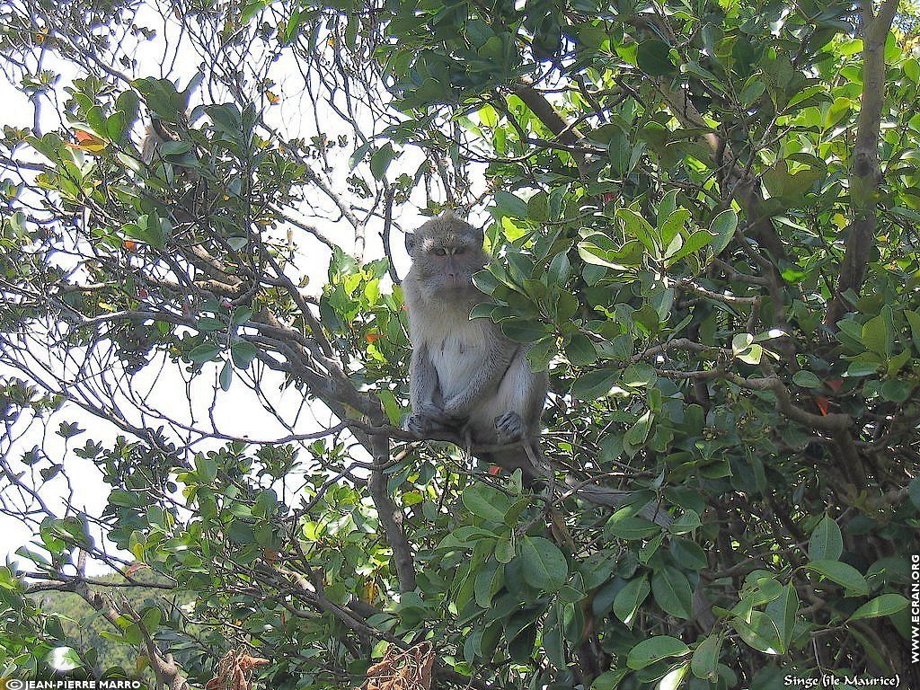 fonds d cran Afrique Ile Maurice Animaux - de Jean-Pierre Marro