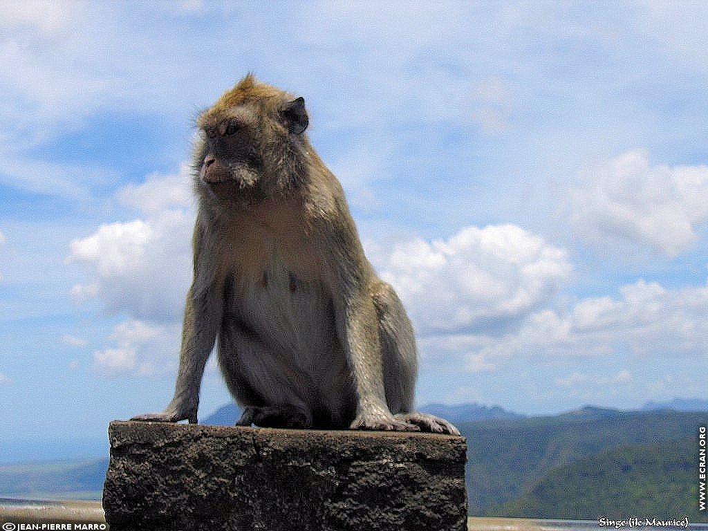 fonds d cran Afrique Ile Maurice Animaux - de Jean-Pierre Marro