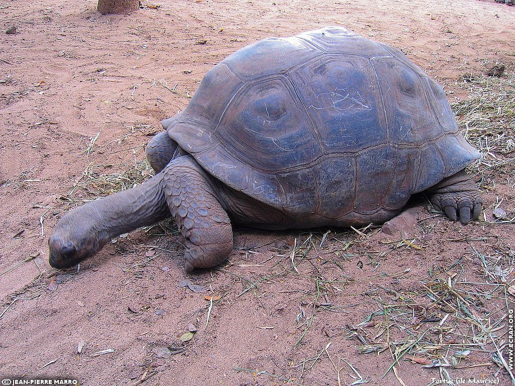 fonds d cran Afrique Ile Maurice Animaux - de Jean-Pierre Marro