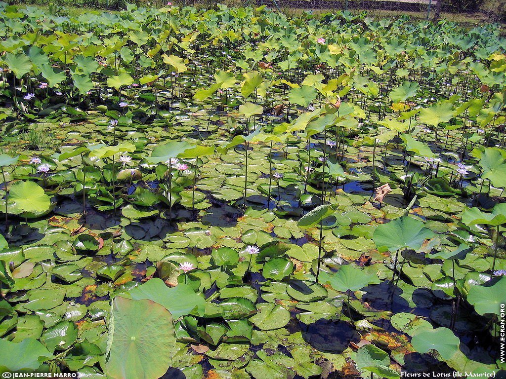 fonds d cran Afrique Ile Maurice Fleurs de Lotus - de Jean-Pierre Marro