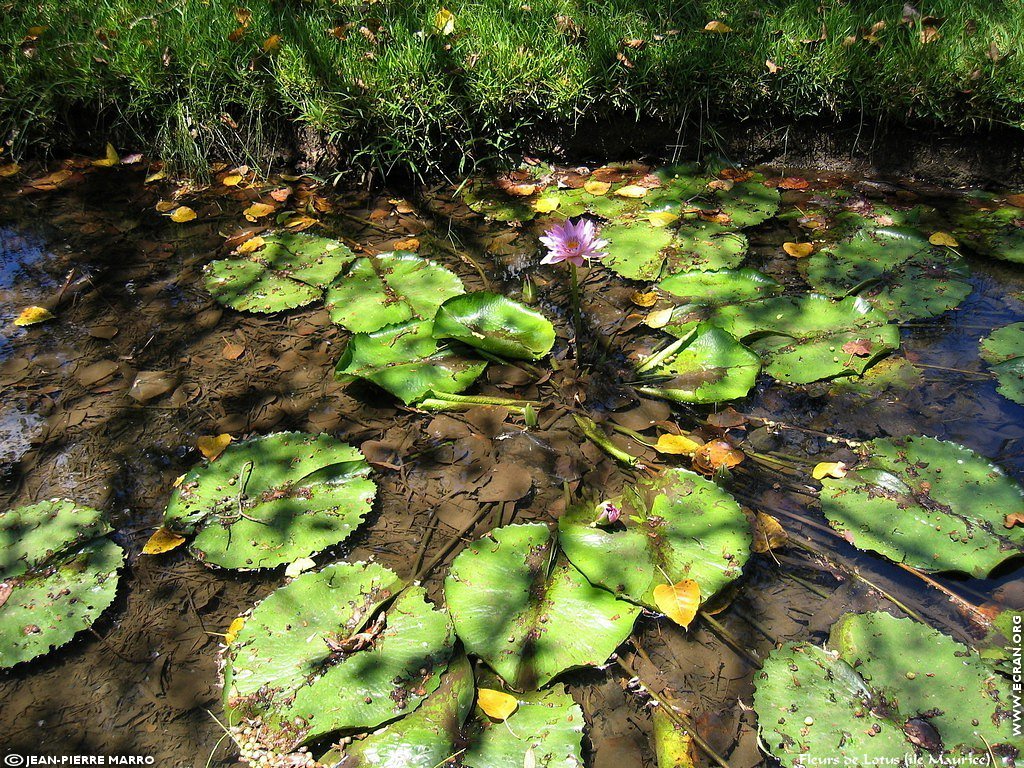 fonds d cran Afrique Ile Maurice Fleurs de Lotus - de Jean-Pierre Marro