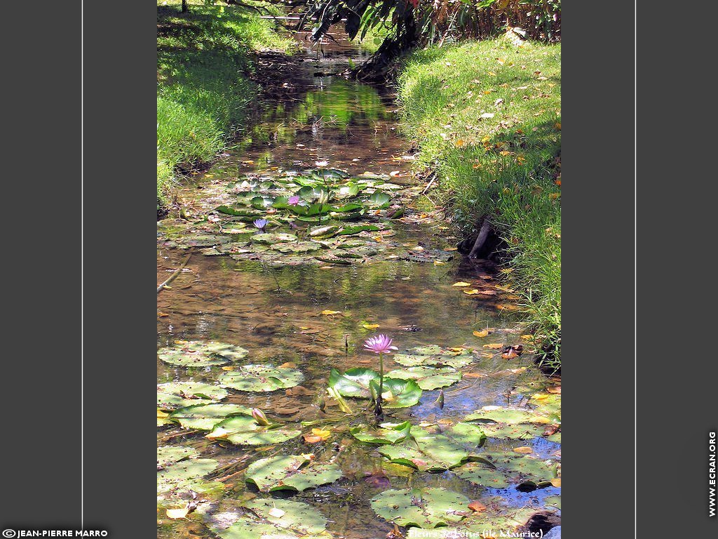 fonds d cran Afrique Ile Maurice Fleurs de Lotus - de Jean-Pierre Marro