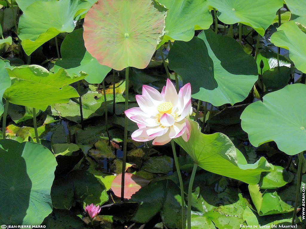 fonds d cran Afrique Ile Maurice Fleurs de Lotus - de Jean-Pierre Marro