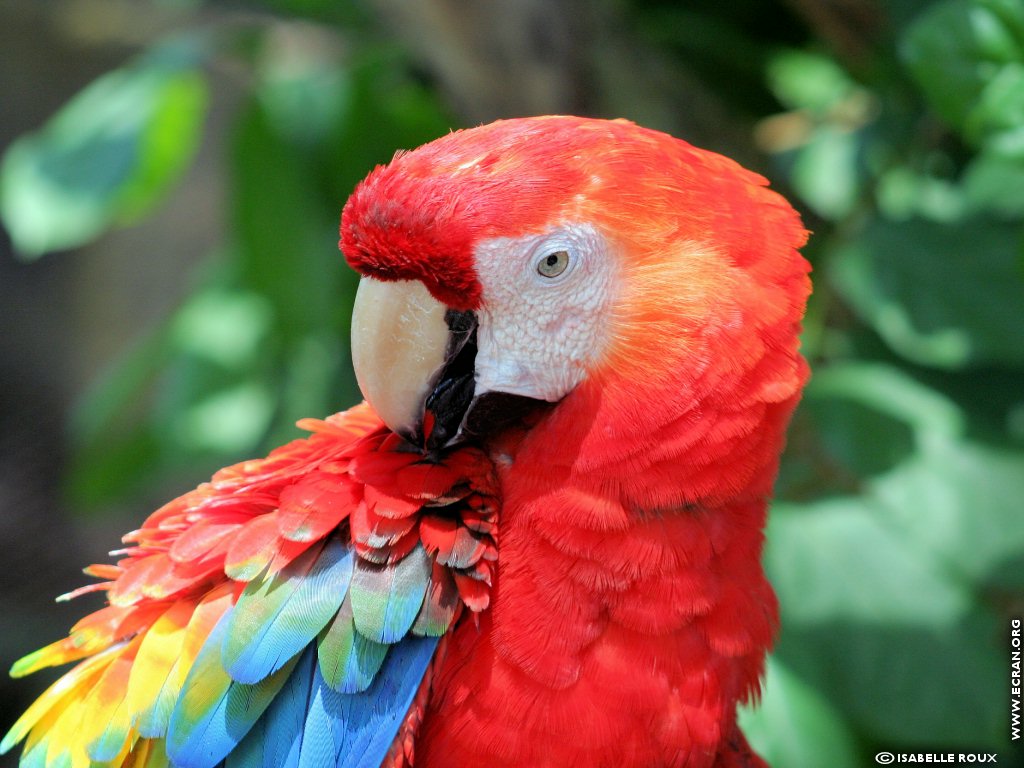 fonds d cran Amerique du Sud - Amazonie -Guyane - de Isabelle Roux