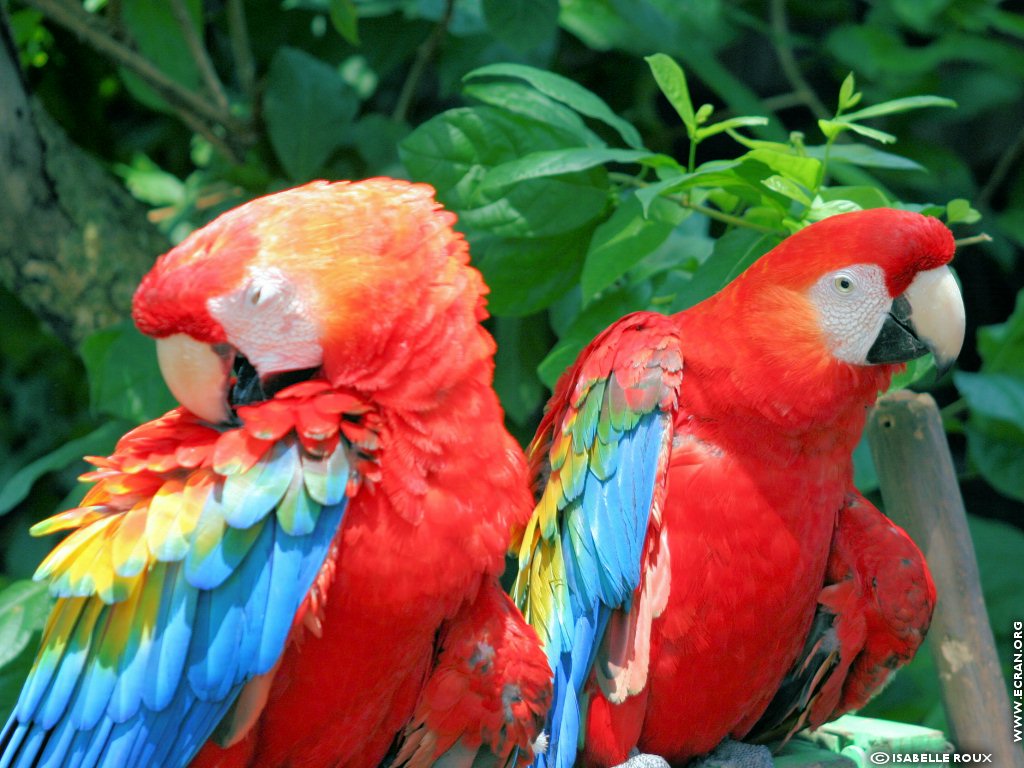 fonds d cran Amerique du Sud - Amazonie -Guyane - de Isabelle Roux