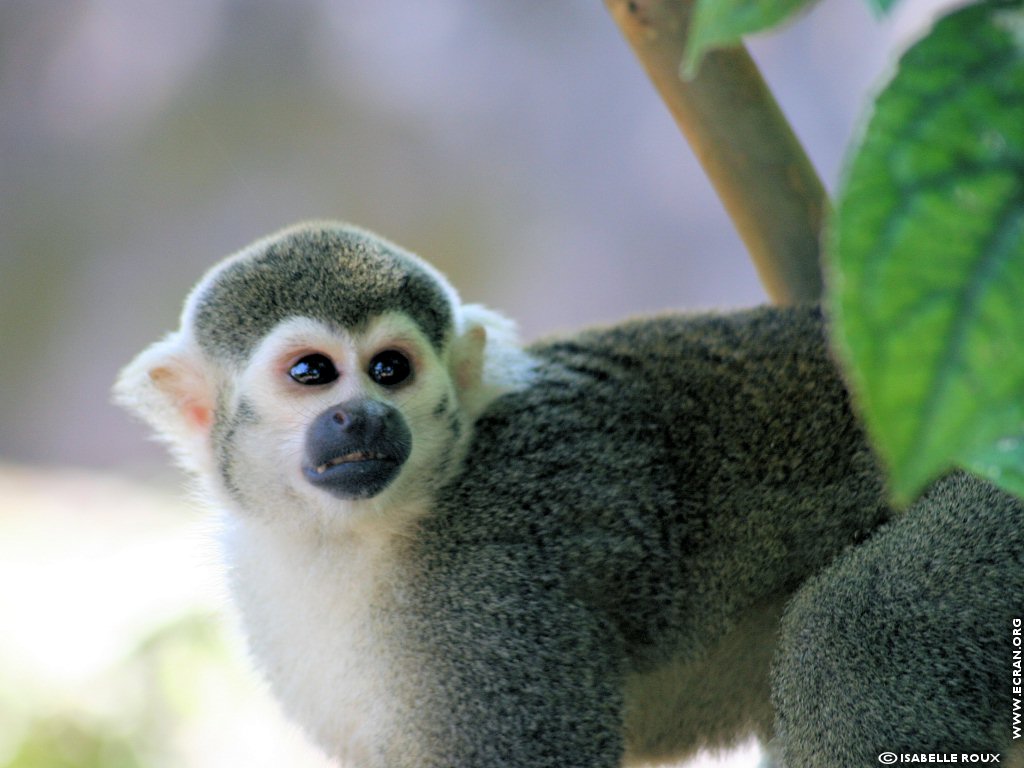 fonds d cran Amerique du Sud - Amazonie -Guyane - de Isabelle Roux