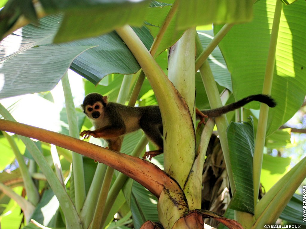 fonds d cran Amerique du Sud - Amazonie -Guyane - de Isabelle Roux