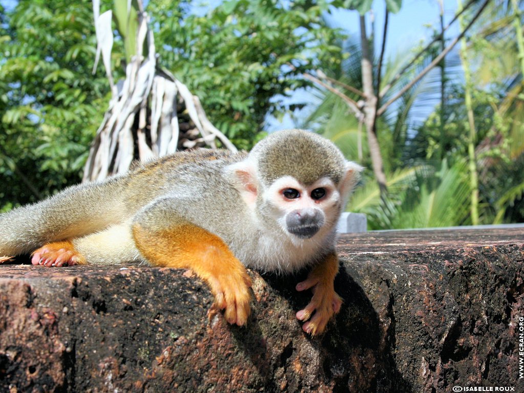 fonds d cran Amerique du Sud - Amazonie -Guyane - de Isabelle Roux