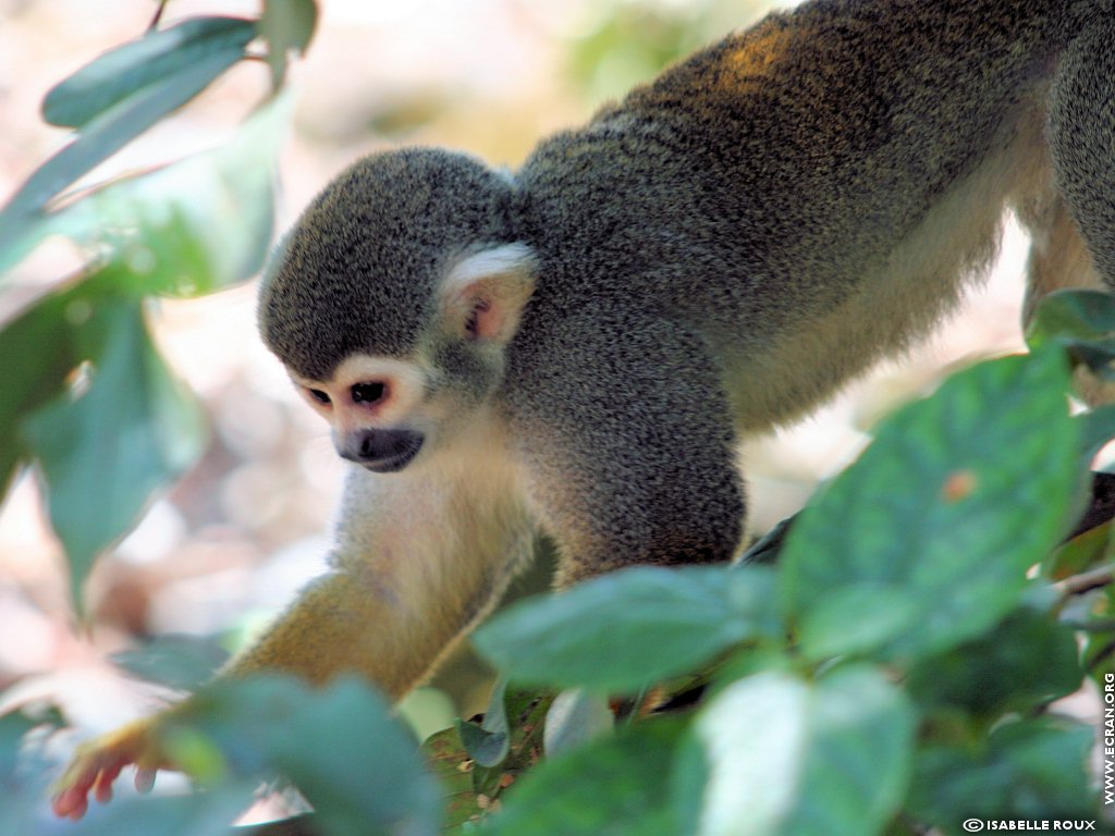 fonds d cran Amerique du Sud - Amazonie -Guyane - de Isabelle Roux