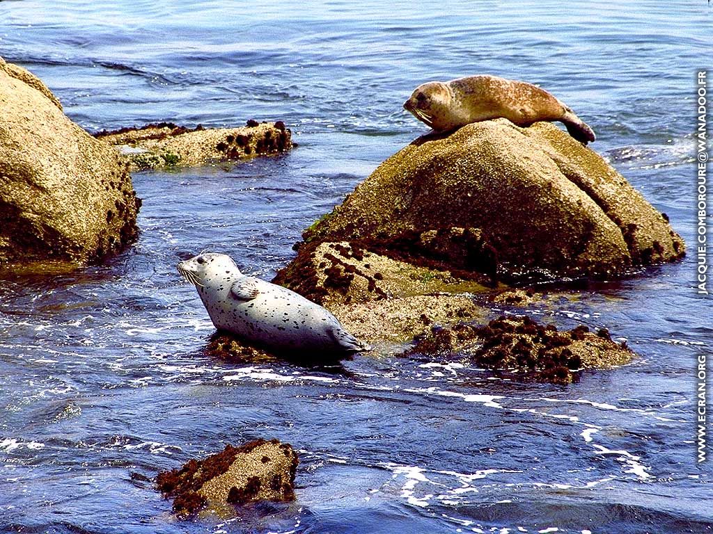 fonds d cran Fonds d'cran de Jacquie Comboroure photographe animalier passionn par la photo et la protection de la nature - de Jacquie Comboroure