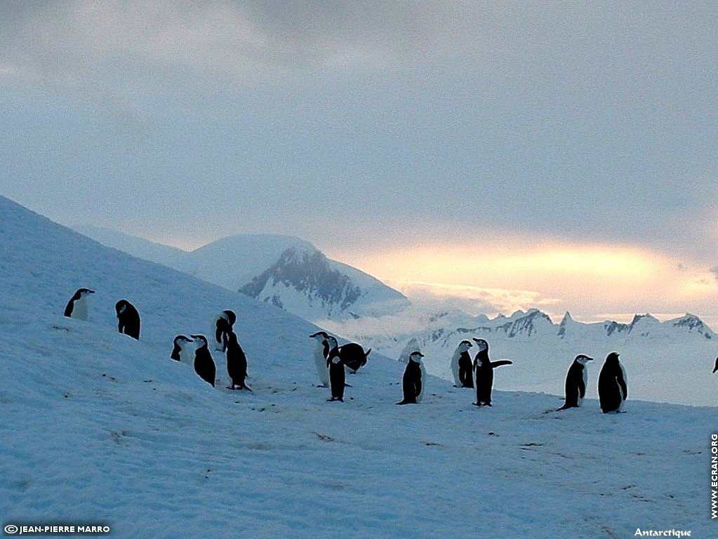 fonds d cran Antarctique Pole Sud Iceberg Banquise - de Jean-Pierre Marro