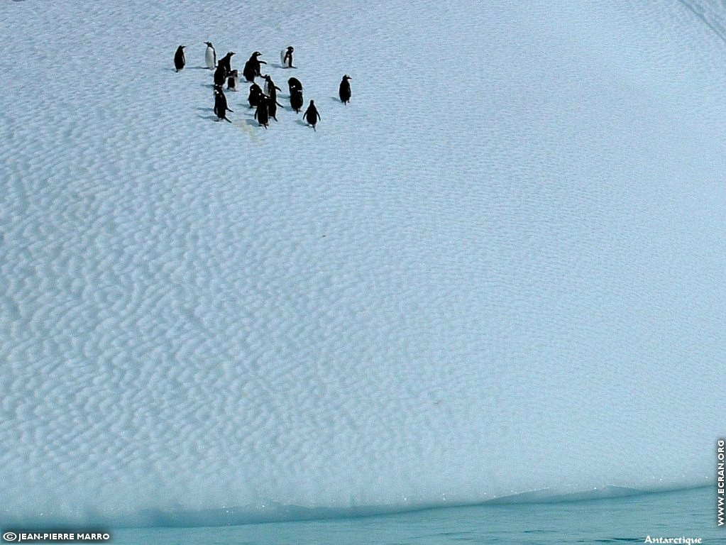 fonds d cran Antarctique Pole Sud Iceberg Banquise - de Jean-Pierre Marro