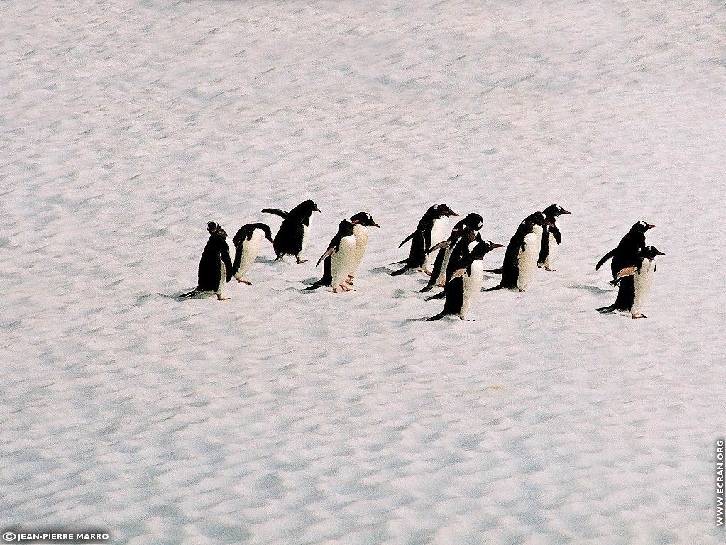 fonds d cran Antarctique Pole Sud Iceberg Banquise - de Jean-Pierre Marro