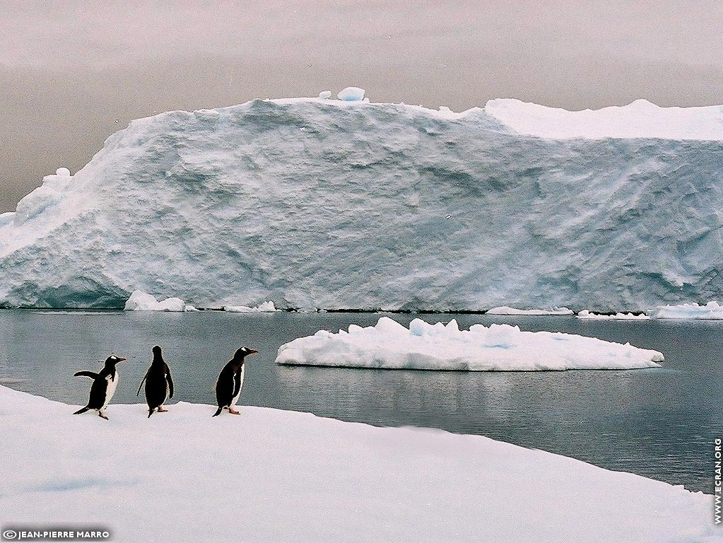 fonds d cran Antarctique Pole Sud Iceberg Banquise - de Jean-Pierre Marro