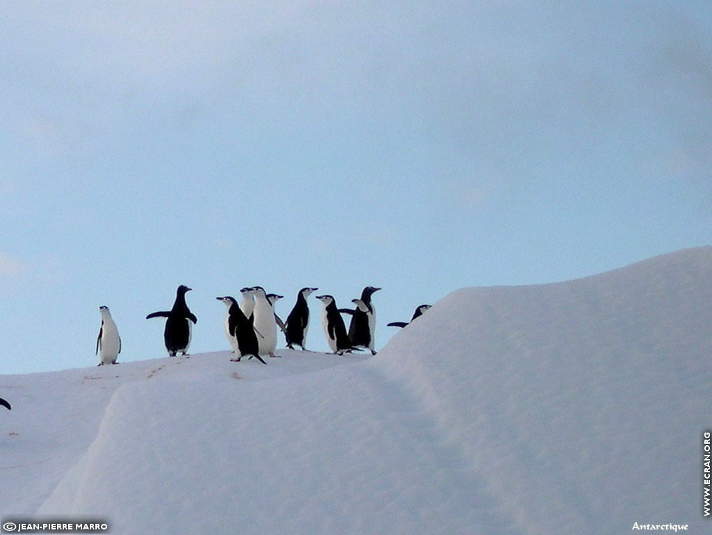 fonds d cran Antarctique Pole Sud Iceberg Banquise - de Jean-Pierre Marro