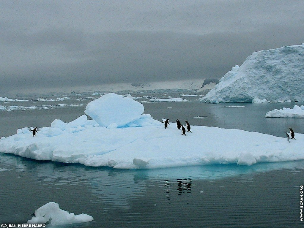 fonds d cran Antarctique Pole Sud Iceberg Banquise - de Jean-Pierre Marro