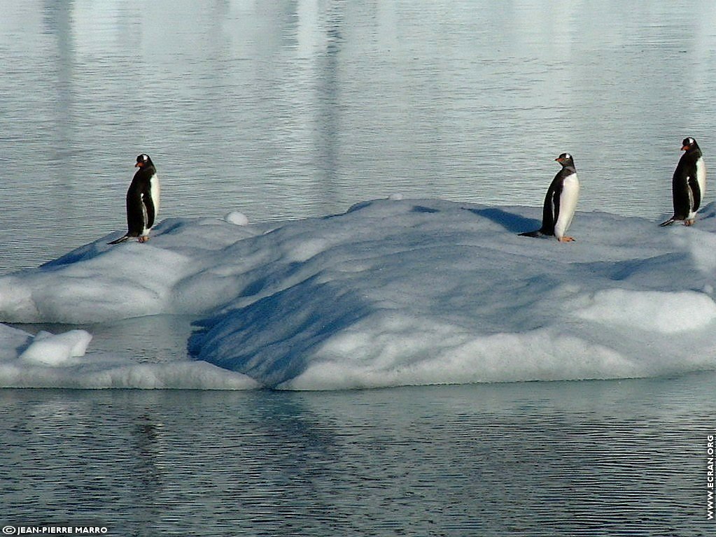 fonds d cran Antarctique Pole Sud Iceberg Banquise - de Jean-Pierre Marro