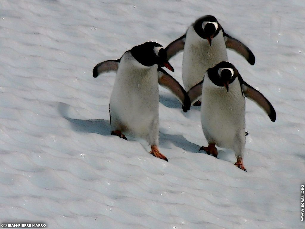 fonds d cran Antarctique Pole Sud Iceberg Banquise - de Jean-Pierre Marro