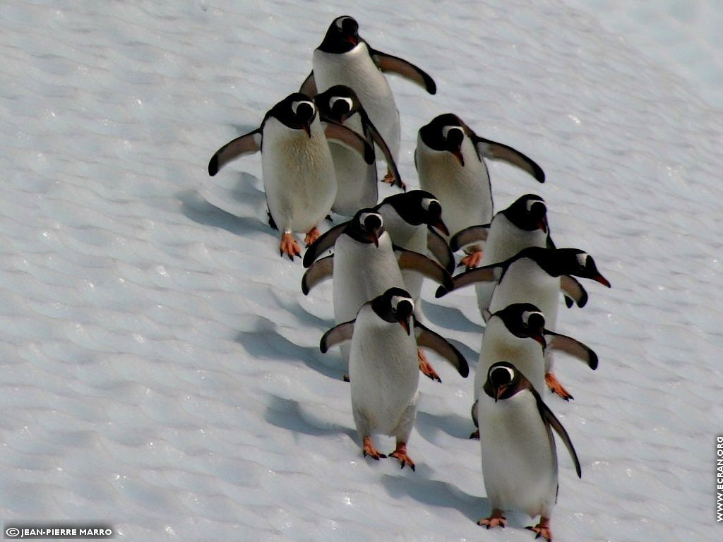 fonds d cran Antarctique Pole Sud Iceberg Banquise - de Jean-Pierre Marro