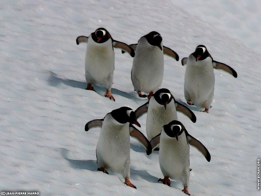 fonds d cran Antarctique Pole Sud Iceberg Banquise - de Jean-Pierre Marro