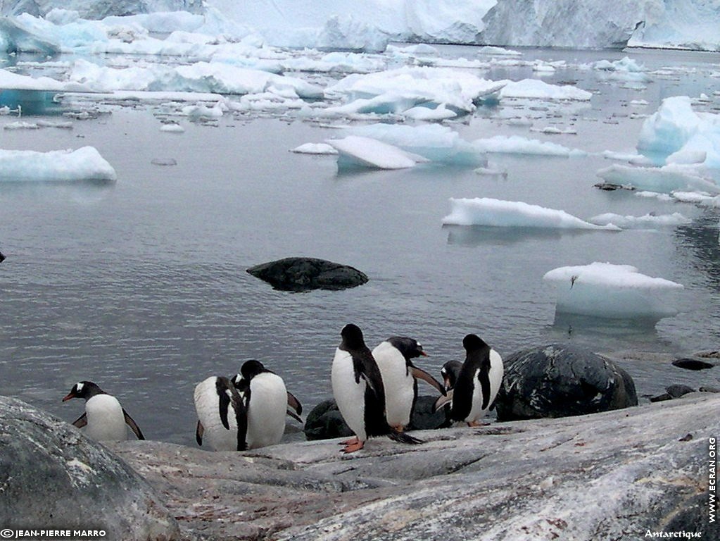 fonds d cran Antarctique Pole Sud Iceberg Banquise - de Jean-Pierre Marro