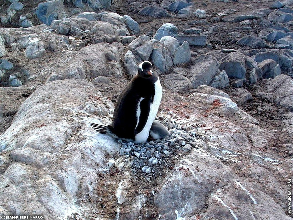 fonds d cran Antarctique Pole Sud Iceberg Banquise - de Jean-Pierre Marro