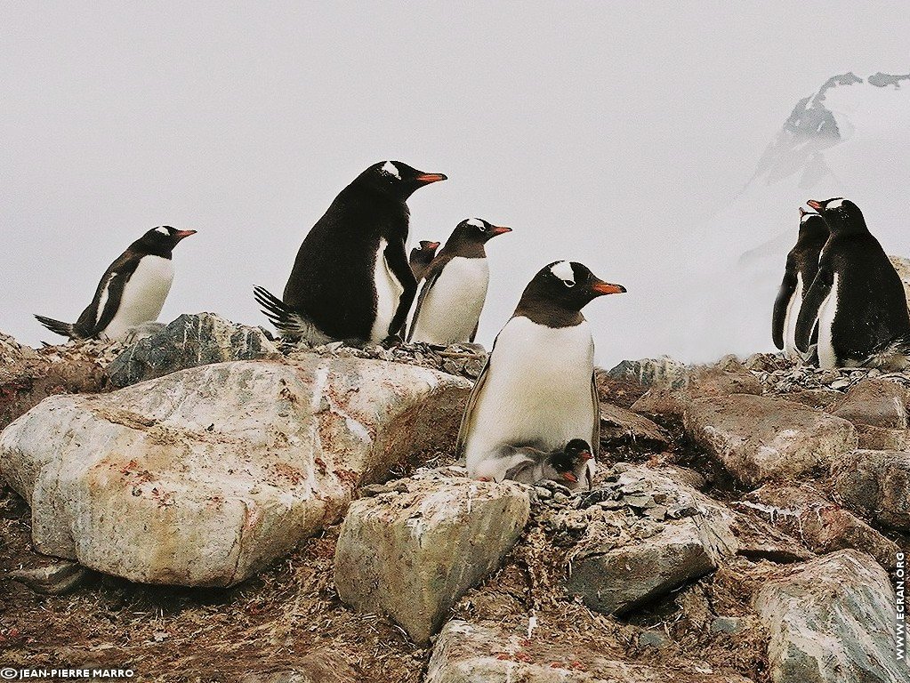 fonds d cran Antarctique Pole Sud Iceberg Banquise - de Jean-Pierre Marro