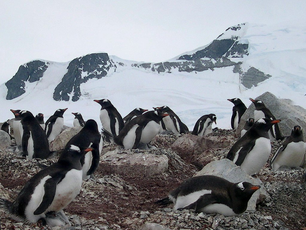 fonds d cran Antarctique Pole Sud Iceberg Banquise - de Jean-Pierre Marro