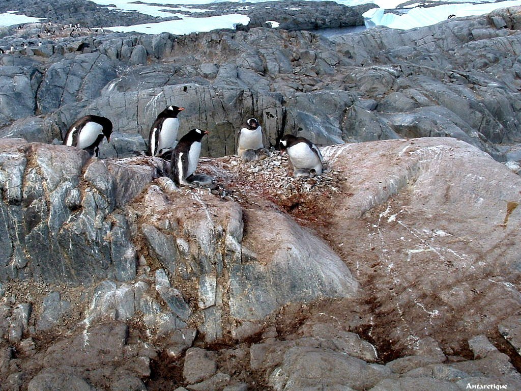 fonds d cran Antarctique Pole Sud Iceberg Banquise - de Jean-Pierre Marro