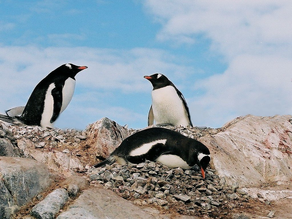 fonds d cran Antarctique Pole Sud Iceberg Banquise - de Jean-Pierre Marro