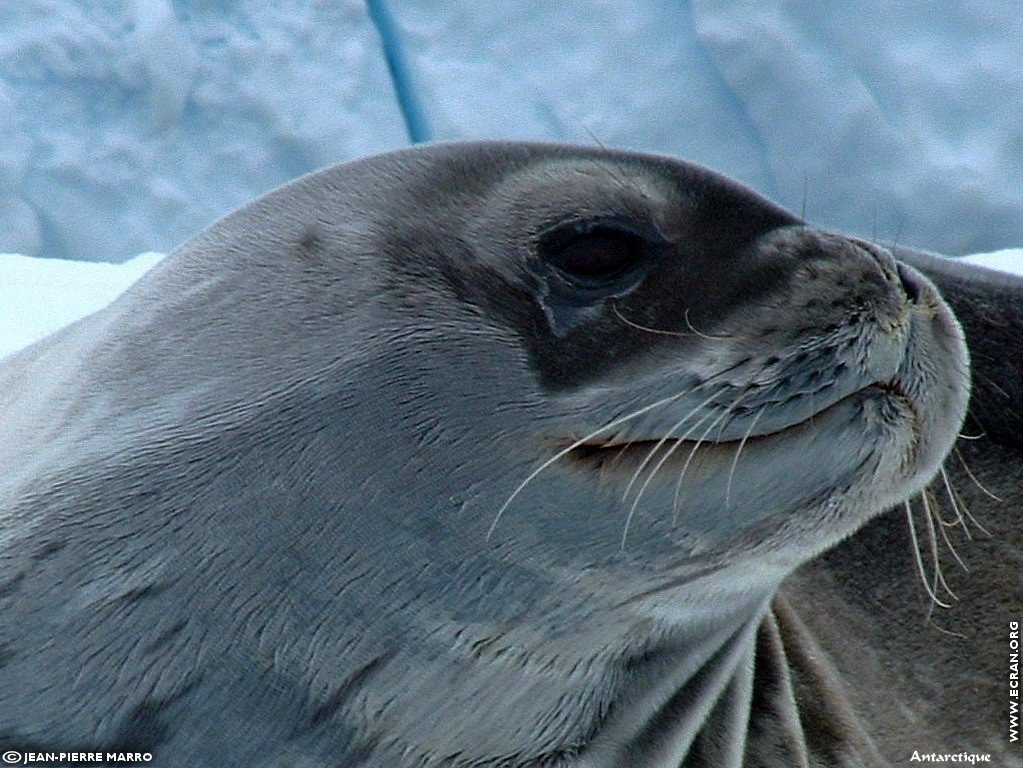 fonds d cran Antarctique Pole Sud Iceberg Banquise - de Jean-Pierre Marro