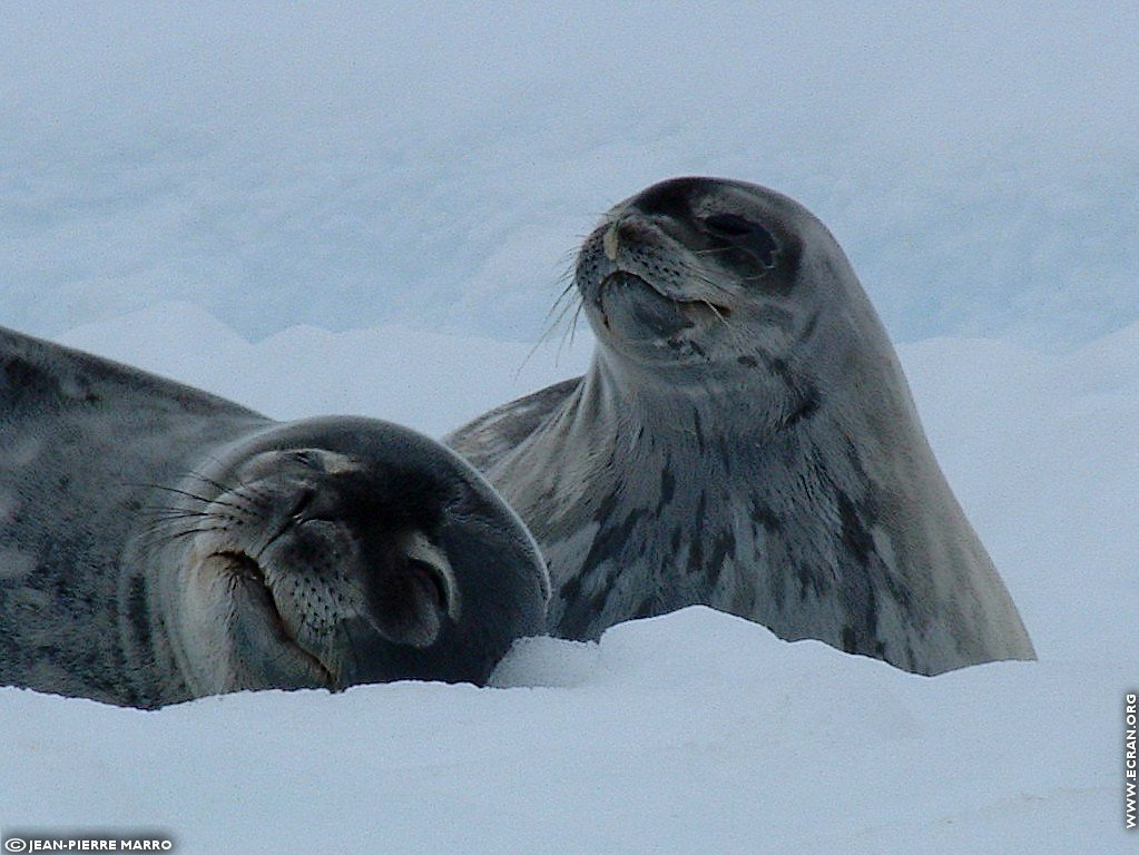 fonds d cran Antarctique Pole Sud Iceberg Banquise - de Jean-Pierre Marro