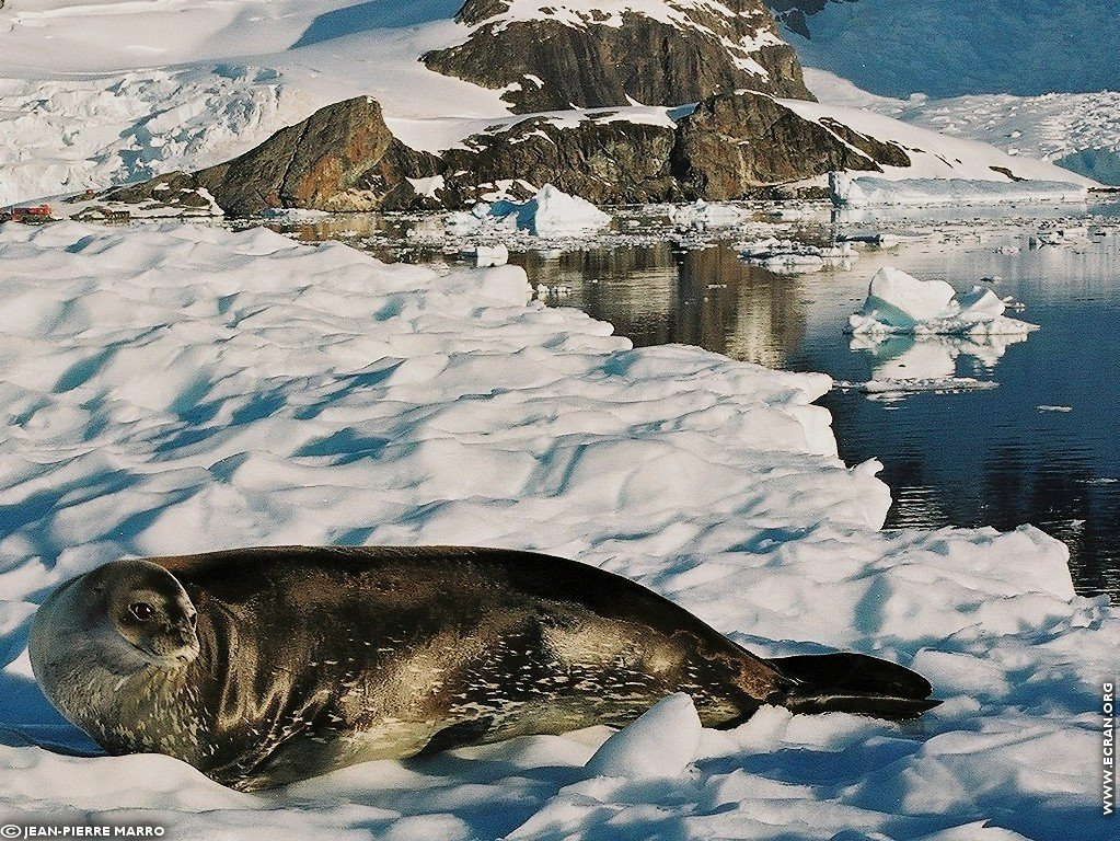 fonds d cran Antarctique Pole Sud Iceberg Banquise - de Jean-Pierre Marro