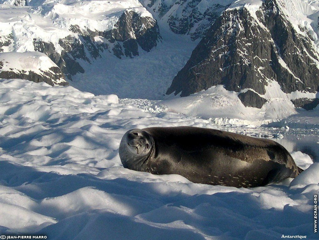 fonds d cran Antarctique Pole Sud Iceberg Banquise - de Jean-Pierre Marro