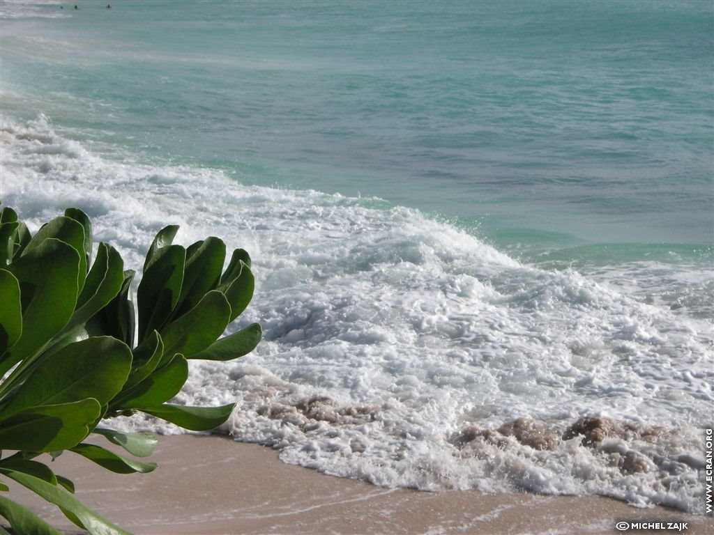 fonds d cran Petites Antilles Caraibes Saint-Martin - de michel Zajk