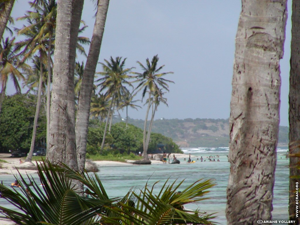 fonds d cran Antilles Guadeloupe - de Ariane Vollery