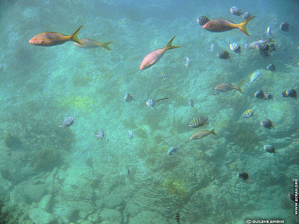 fonds d cran Antilles Guadeloupe - de Guilne Amiens