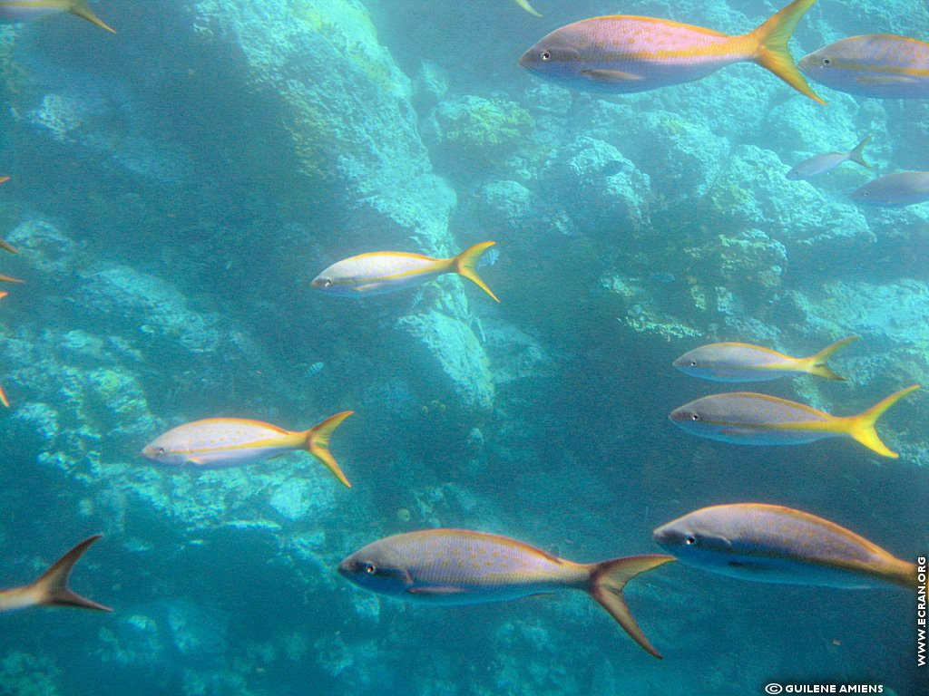 fonds d cran Antilles Guadeloupe - de Guilne Amiens