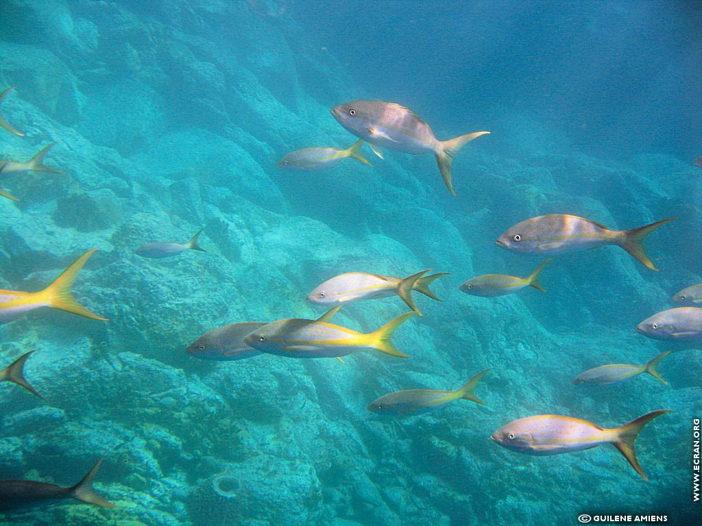 fonds d cran Antilles Guadeloupe - de Guilne Amiens