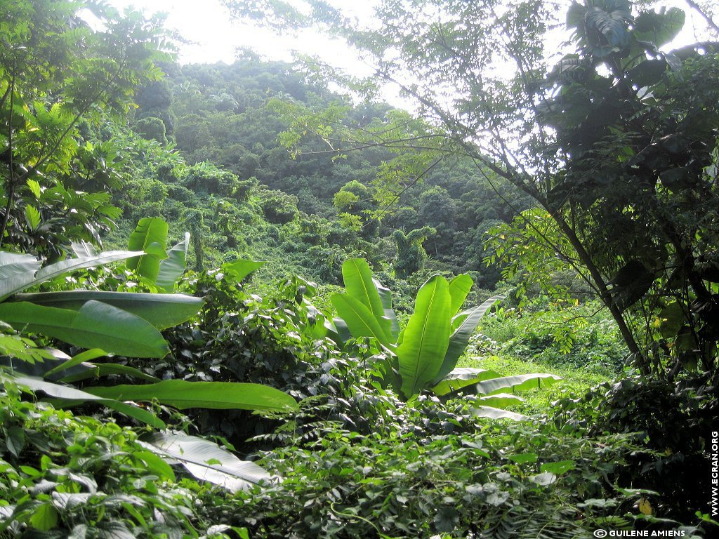 fonds d cran Antilles Guadeloupe - de Guilne Amiens