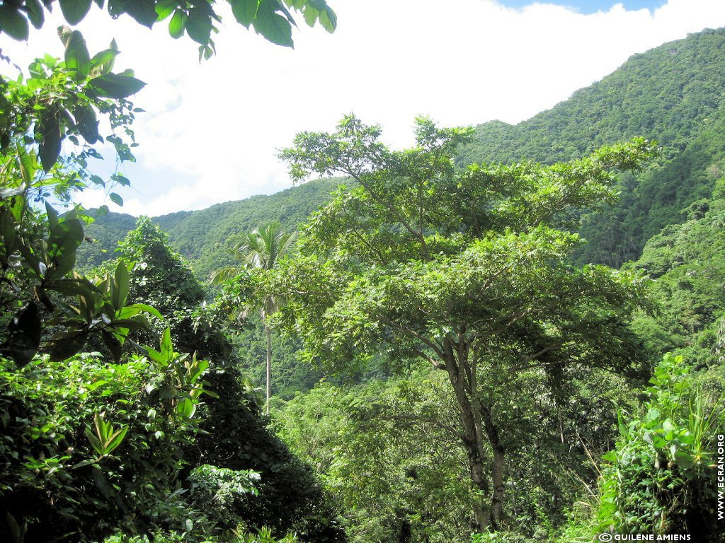 fonds d cran Antilles Guadeloupe - de Guilne Amiens