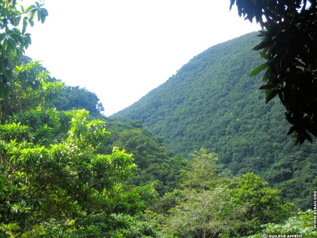 fonds d cran Antilles Guadeloupe - de Guilne Amiens