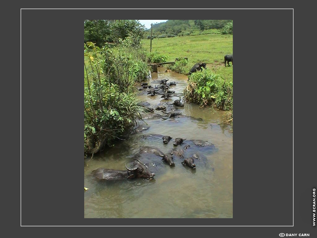 fonds d cran Asie du Nord  - Sri Lanka - de Dany Carn