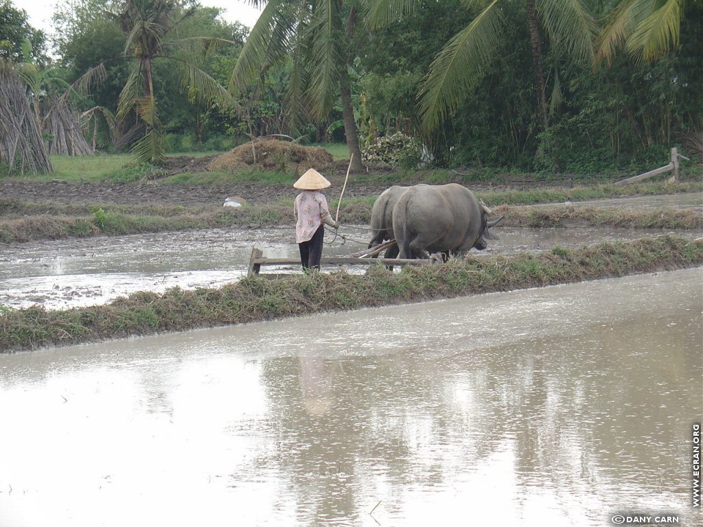 fonds d cran Asie du Sud-Est - Vietnam - de Dany Carn