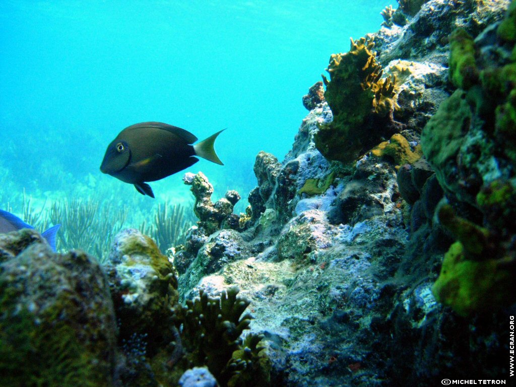 fonds d cran Asie du Sud-Ouest - Maldives Atoll Alifu Dhaalu - Plongee sous marine - de Michel Tetron