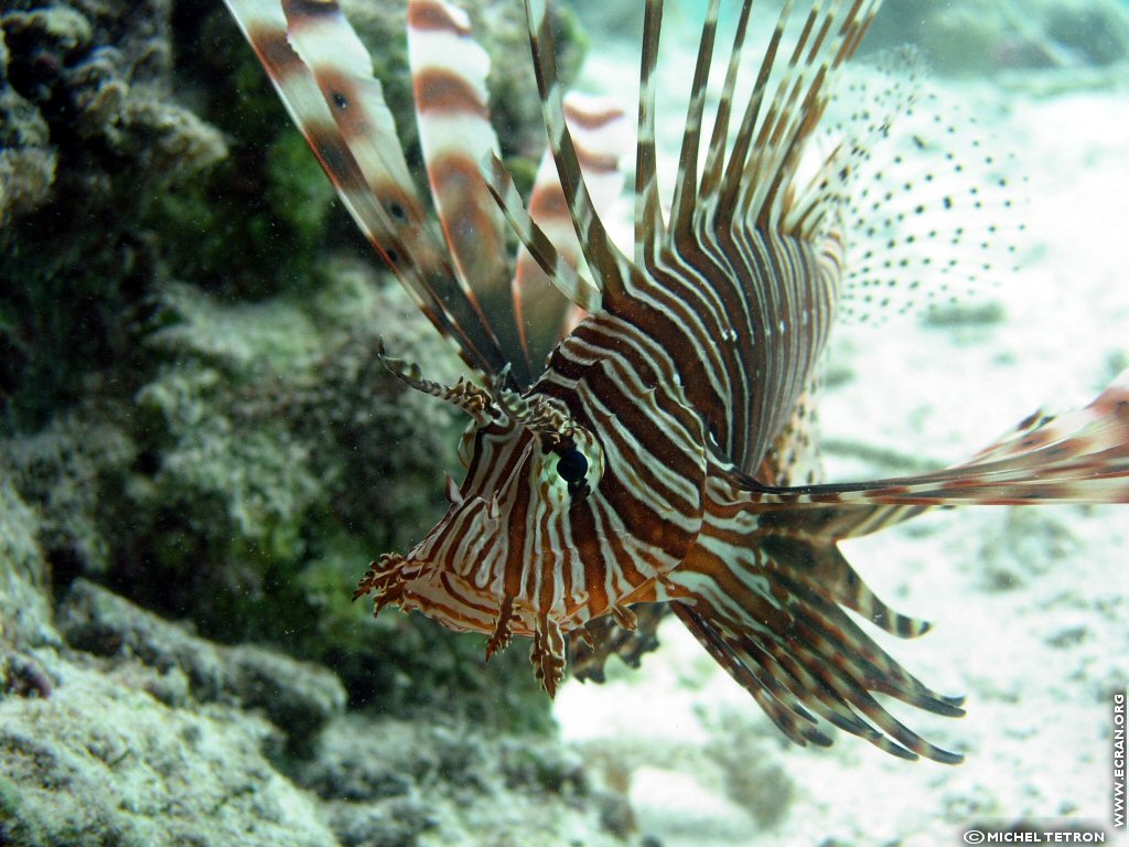 fonds d cran Asie du Sud-Ouest - Maldives Atoll Alifu Dhaalu - Plongee sous marine - de Michel Tetron