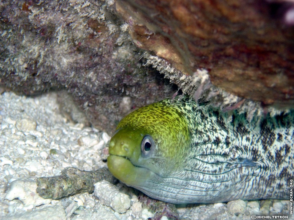 fonds d cran Asie du Sud-Ouest - Maldives Atoll Alifu Dhaalu - Plongee sous marine - de Michel Tetron